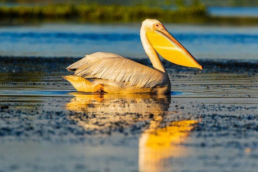 A pelican standing in shallow water with its beak open, reflecting sunlight. 4