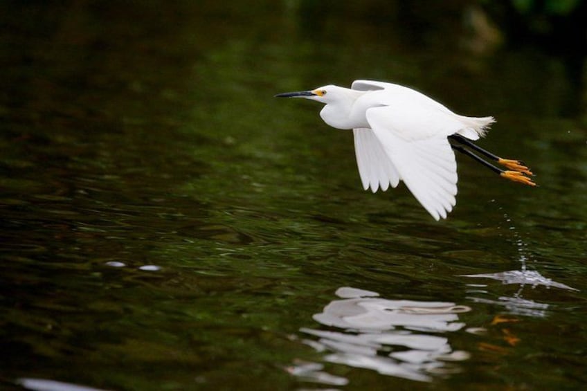 A white bird in flight over water. 3