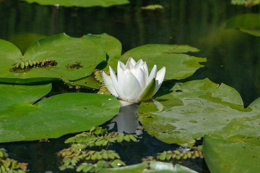 A white water lily in a pond surrounded by green lily pads. 5
