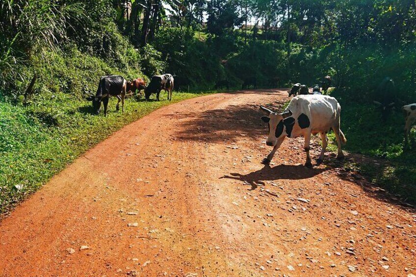 A dirt road with cows grazing on the side. 5