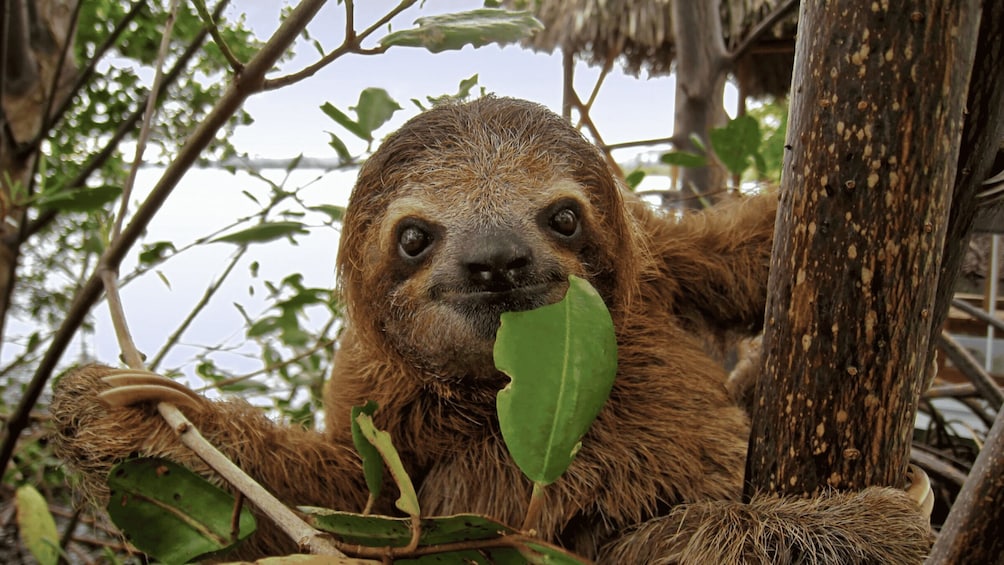 A sloth clinging to a tree branch, surrounded by green leaves and branches. 2