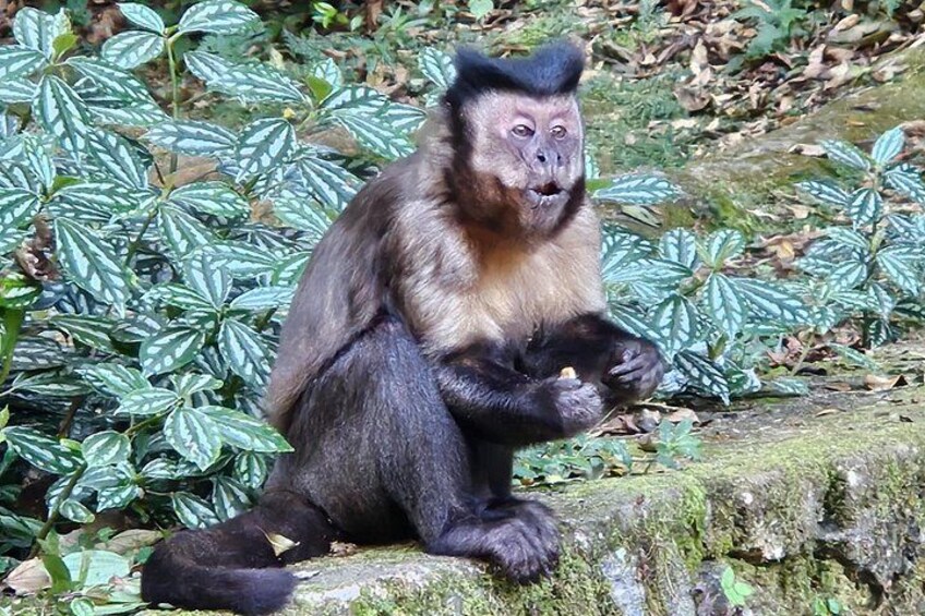 Tijuca National Park and all its wonders 2