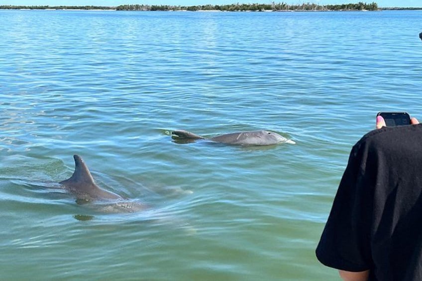 A person in a black shirt observing dolphins swimming in calm water. 4