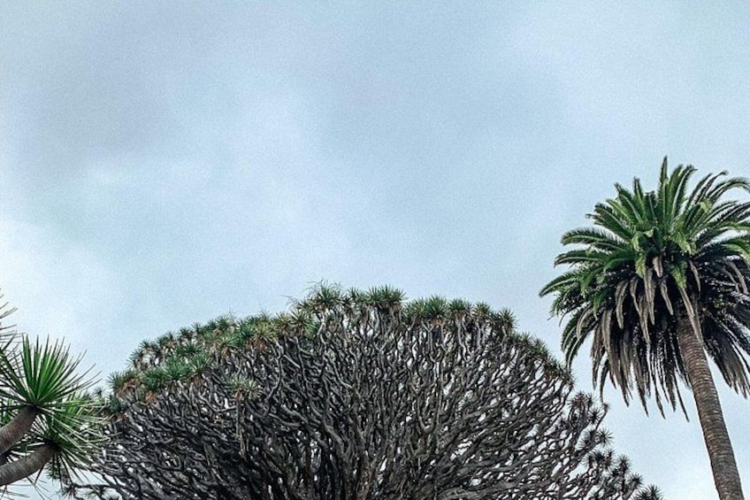 Tenerife North: Teide, Icod, Garachico and Masca - Guide included 3