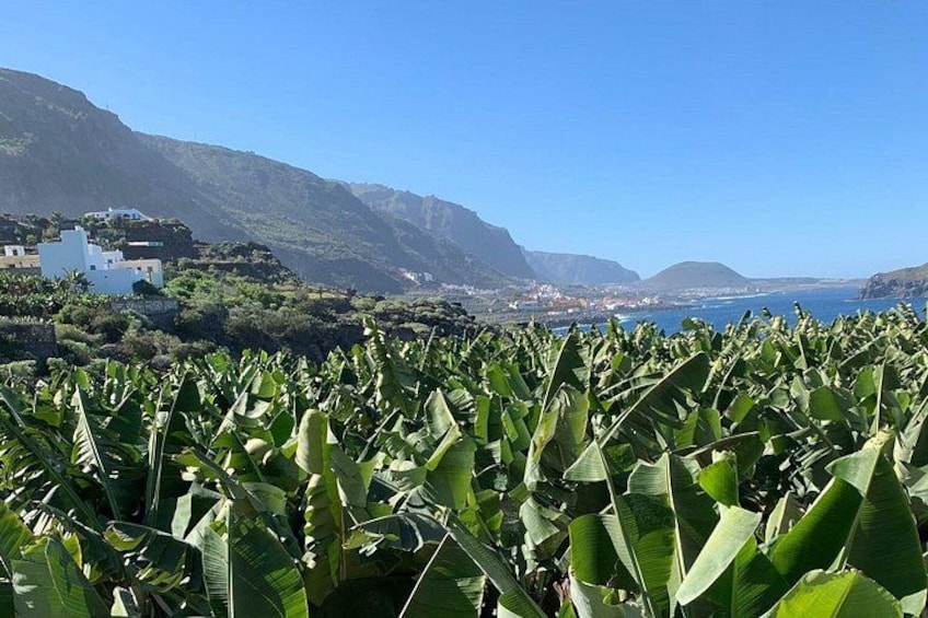 Tenerife North: Teide, Icod, Garachico and Masca - Guide included 2