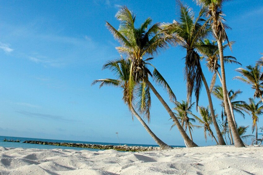 Key West Dolphin & Snorkel Adventure with Round-Trip Transport from Miami 5