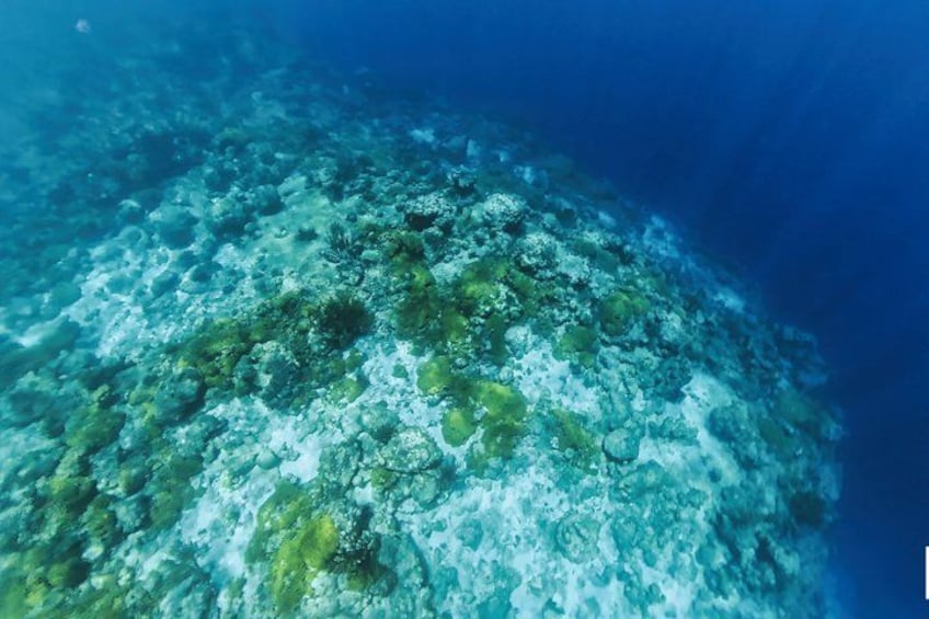 Ein Blick unter die Wasseroberfläche auf ein Korallenriff mit verschiedenen Meereslebewesen und klarem Wasser. 4