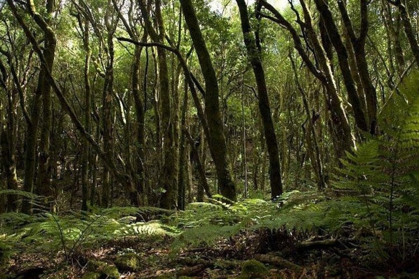Full Day Guided Tour to La Gomera from Tenerife 3