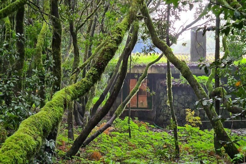 Une forêt où les arbres sont recouverts de mousse et où se dresse un bâtiment en pierre. 3