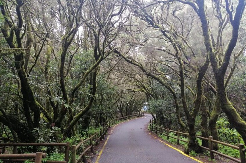 Full Day Guided Tour to La Gomera from Tenerife 4
