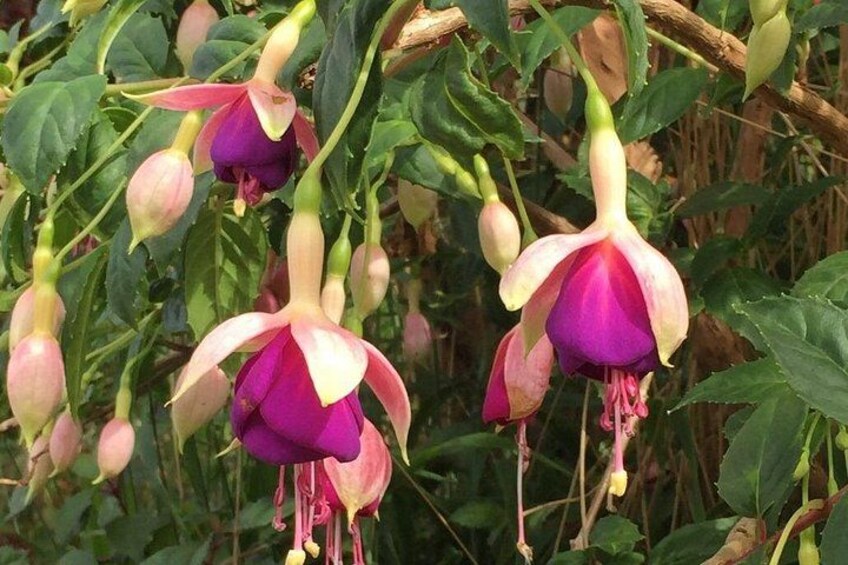 Hanging purple and pink flowers with green leaves. 3