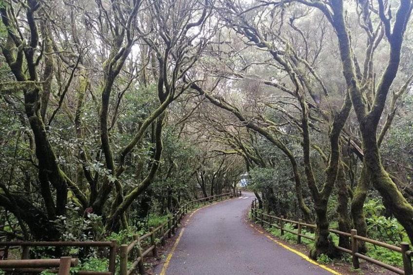 Une route étroite et sinueuse, bordée d’arbres denses et couverts de mousse, dans une zone boisée. 5