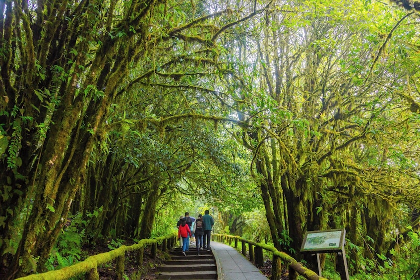Chiang Mai Day Trip to Doi Inthanon National Park and Waterfalls 4