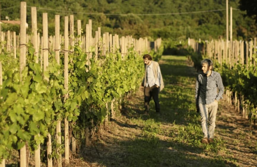 A vineyard with rows of grapevines and two people walking along the path. 3