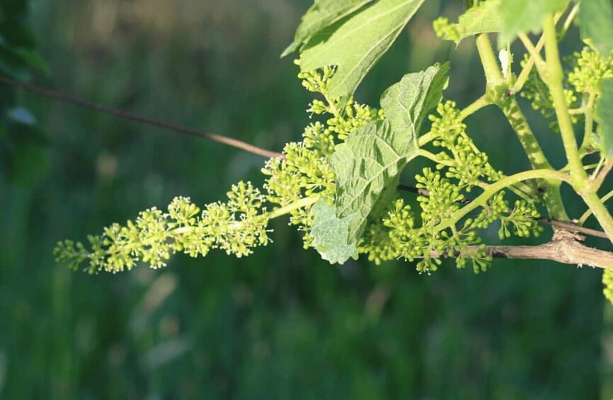 Picture 9 for Activity Boutique Winery Tour & Tasting in North Tuscany 5