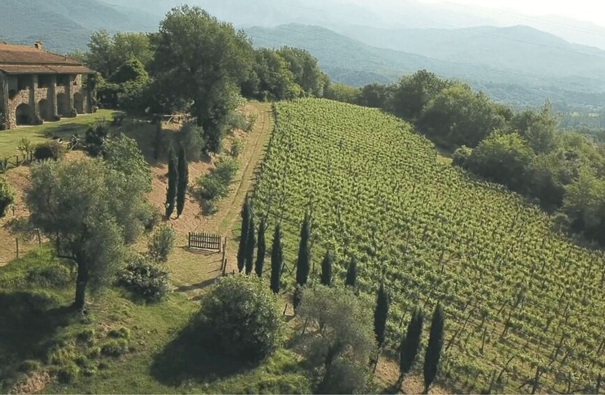 Boutique Winery Tour & Tasting in North Tuscany 1