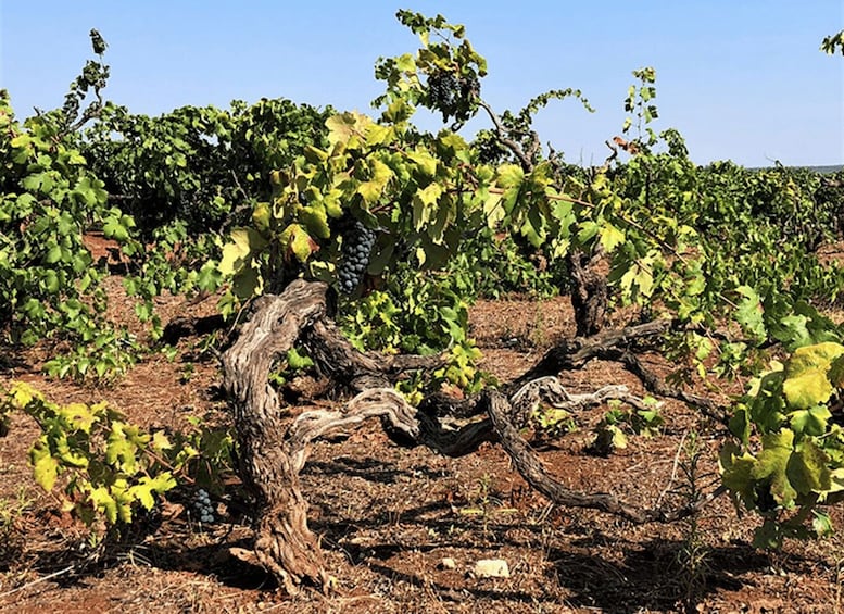 Picture 5 for Activity Vineyard Walk and Tasting at a Masseria Winery in Taranto 4