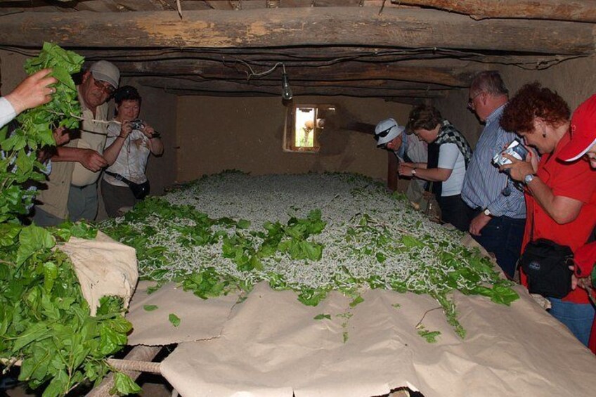 En gruppe mennesker ser på et stort bed med grønne planter i et rum med træloft. 2