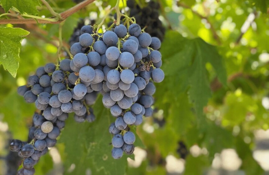 Picture 6 for Activity Boutique Winery Tour & Tasting in Valpolicella 5