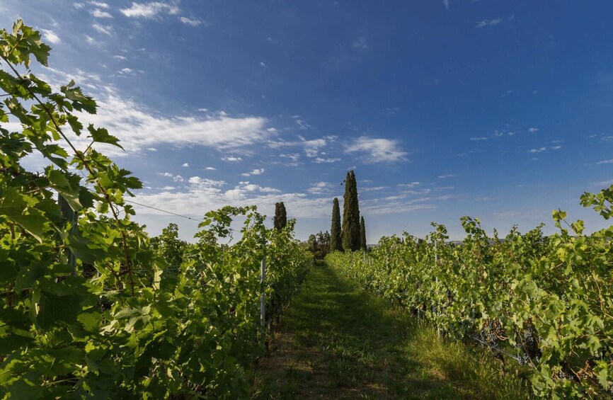 A vineyard with rows of grapevines under a clear sky. 2