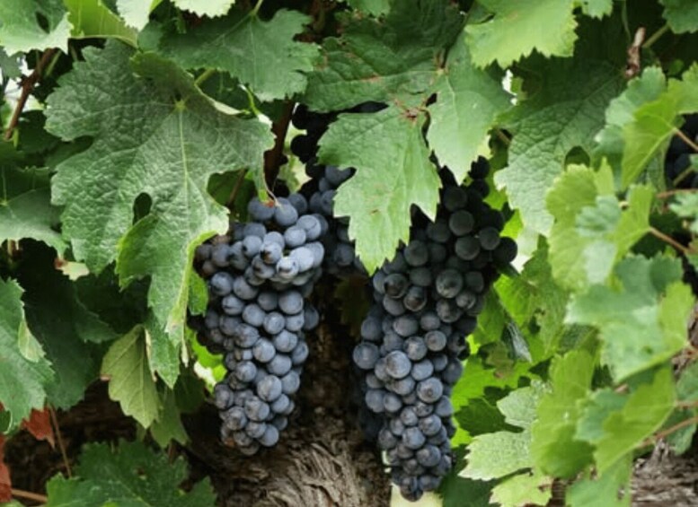 Picture 3 for Activity Winery Visit, Vineyard Walk & Wine Tasting near Grosseto 2