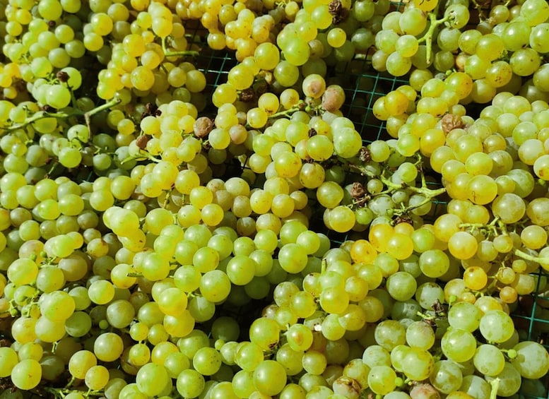 Clusters of green grapes on vine branches. 2