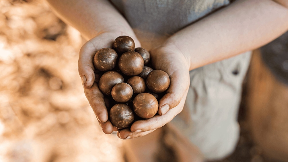 A person holding several round, brown objects. 4
