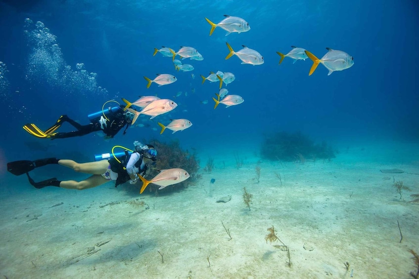 A diver with a yellow fin and black fins swimming with a school of fish. 5