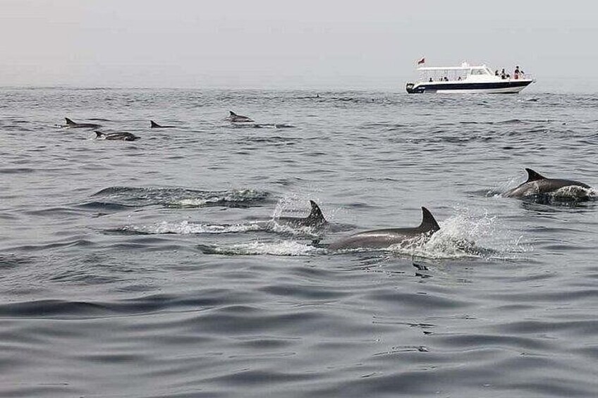 Muscat Dolphin Watching Boat Amazing Trip 1