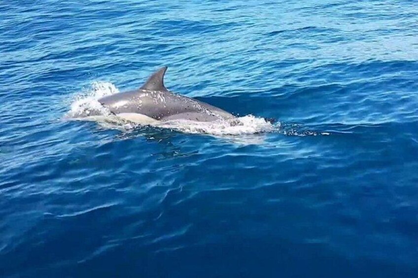 Muscat Dolphin Watching Boat Amazing Trip 2