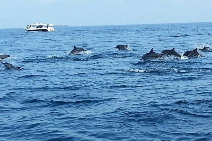 Muscat Dolphin Watching Boat Amazing Trip 5