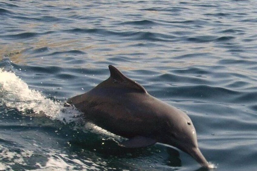 Muscat Dolphin Watching Boat Amazing Trip 4