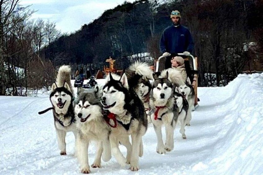 Un grupo de perros husky jala un trineo sobre un sendero nevado, con una persona encima. 1