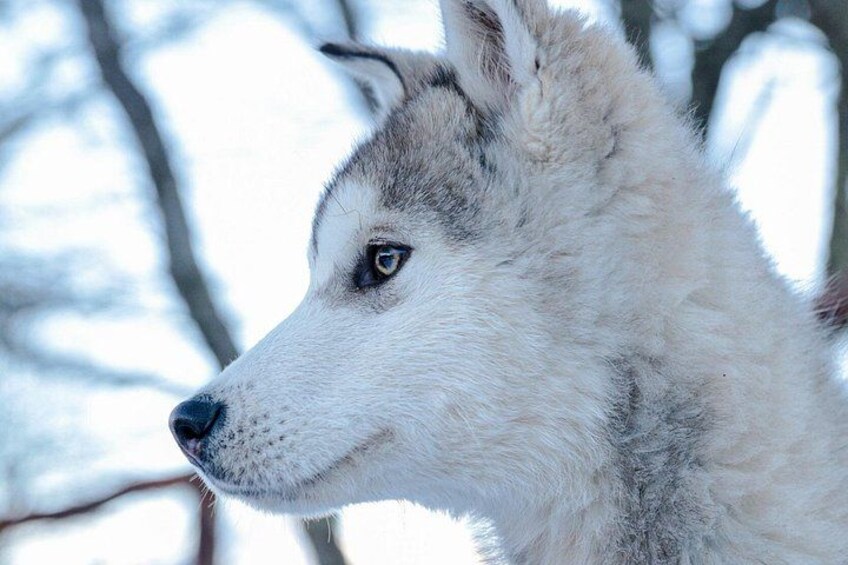 Primer plano del rostro de un husky con nieve de fondo. 2