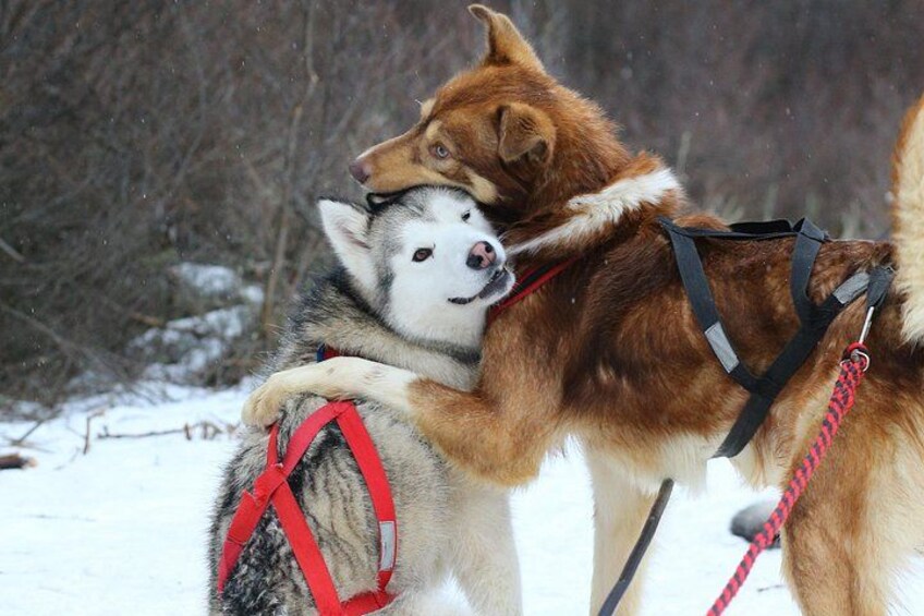 Dos huskies con arneses en un paisaje nevado. 3