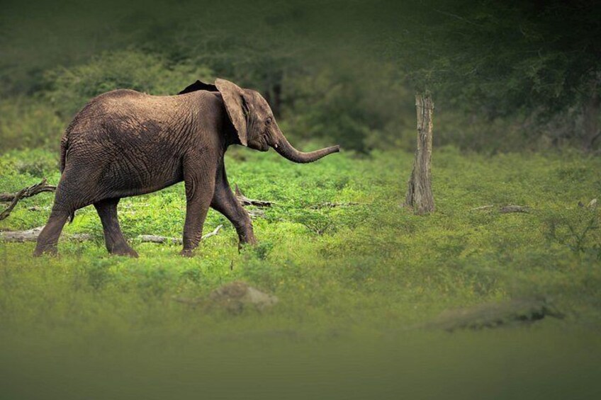 Kruger National Park Wildlife Safari with Private Guide 5