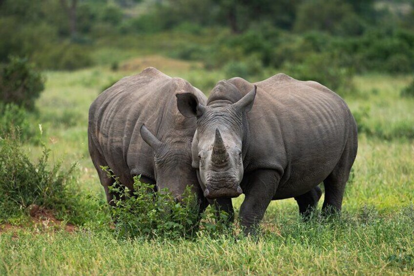 Two rhinos in a grassy field with trees in the background. 1