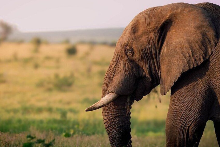 Kruger National Park Wildlife Safari with Private Guide 4