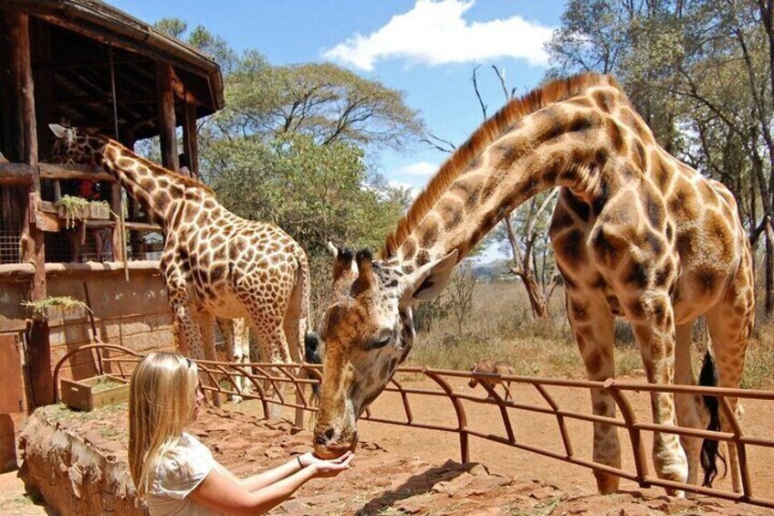 A giraffe bending down to eat from a person's hand in a zoo enclosure. 1