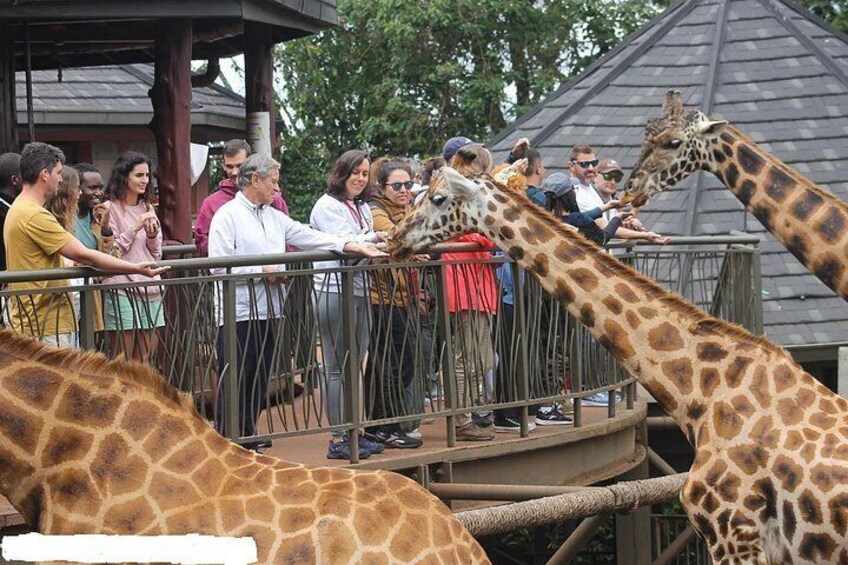 Jirafas en un recinto de zoológico, con visitantes observándolas. 4