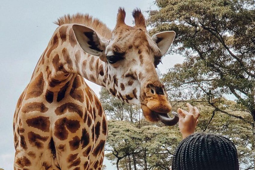 Una jirafa recibiendo comida de la mano de una persona. 2