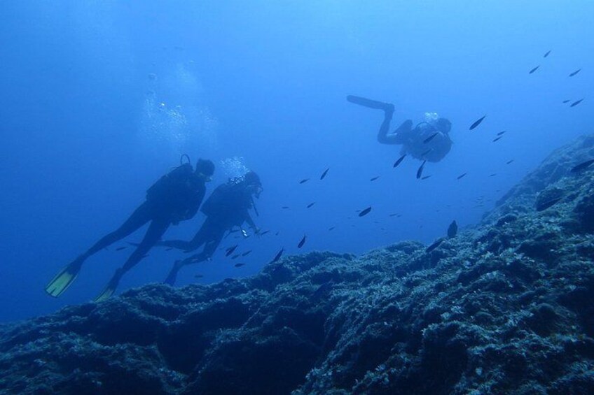 Two scuba divers swimming near a coral reef with fish. 1