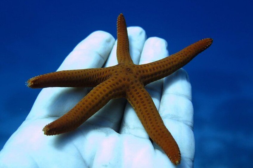A hand holding a brown starfish with five arms against a blue background. 5