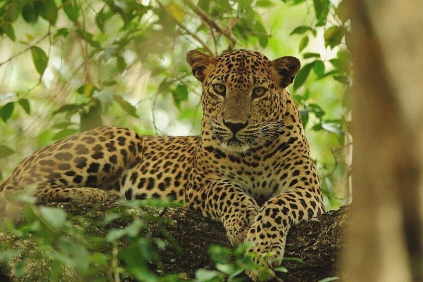 Yala-National-Park-Jeep-Safari-From-Benthota-and-Beruwala-3 1