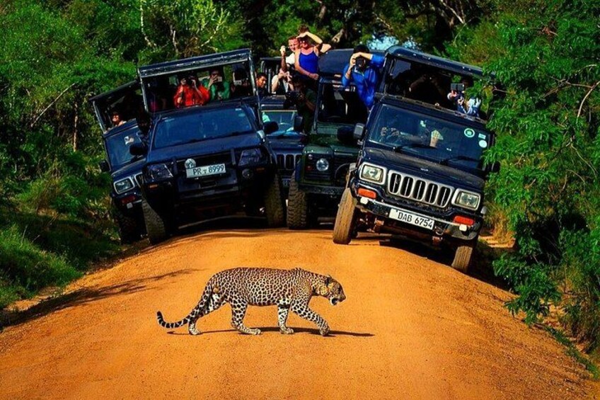 Yala-National-Park-Jeep-Safari-From-Benthota-and-Beruwala-14 3