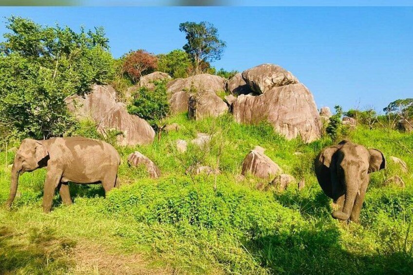 Yala-National-Park-Jeep-Safari-From-Benthota-and-Beruwala-12 5