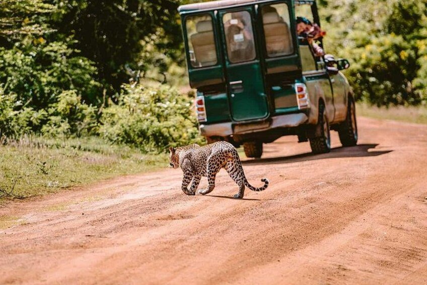 Yala-National-Park-Jeep-Safari-From-Benthota-and-Beruwala-15 2