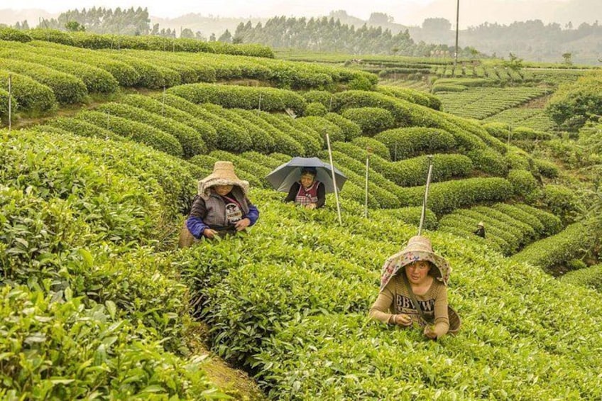 A tea plantation with rows of tea bushes and workers harvesting tea. 1