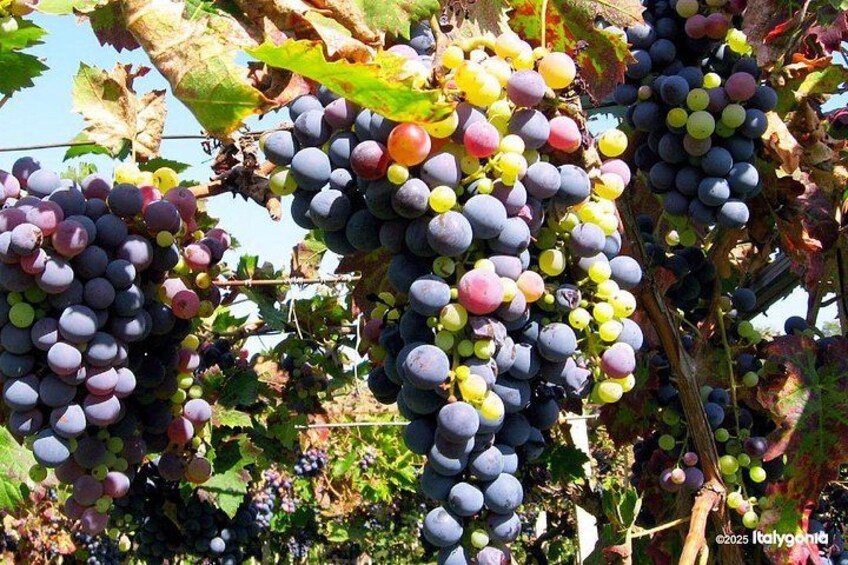 TRANI Wine Tours: Flavors of Puglia 2