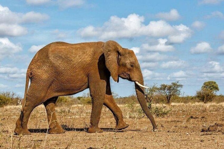 4-Day Affordable Fly-In Kruger Safari from Johannesburg 1